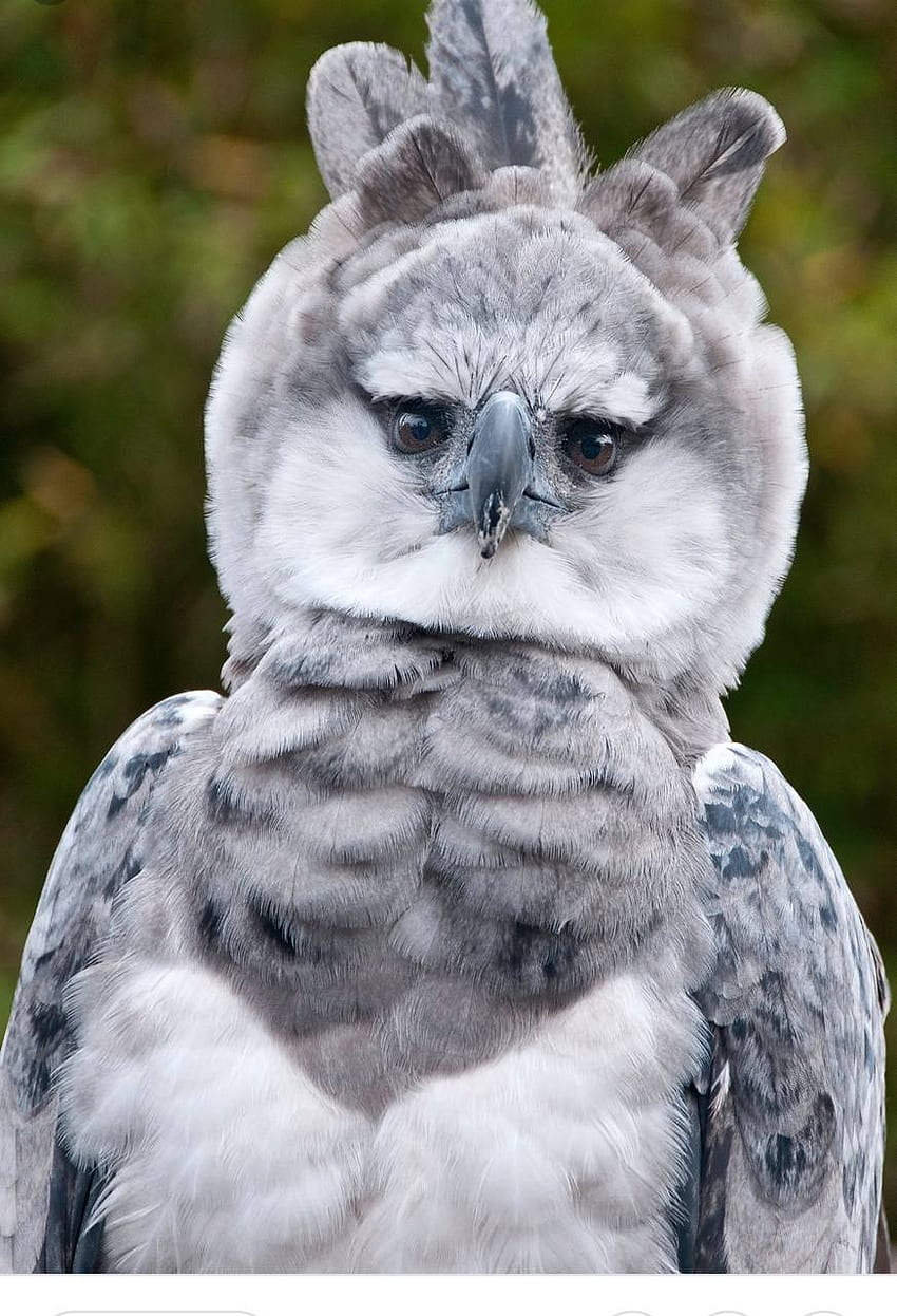 Harpy Eagle นกอินทรีน่ารัก วอลล์เปเปอร์โทรศัพท์ HD