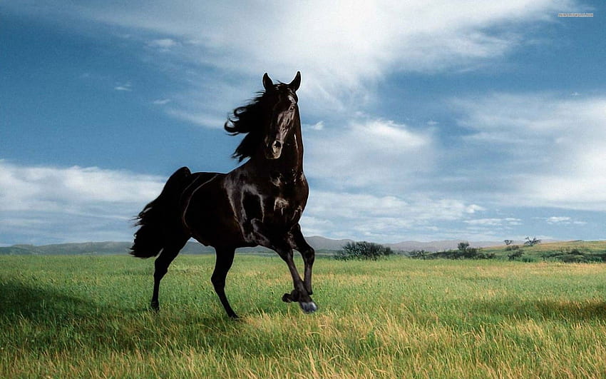 Wild Horses For - Running Wild Black Horse HD wallpaper
