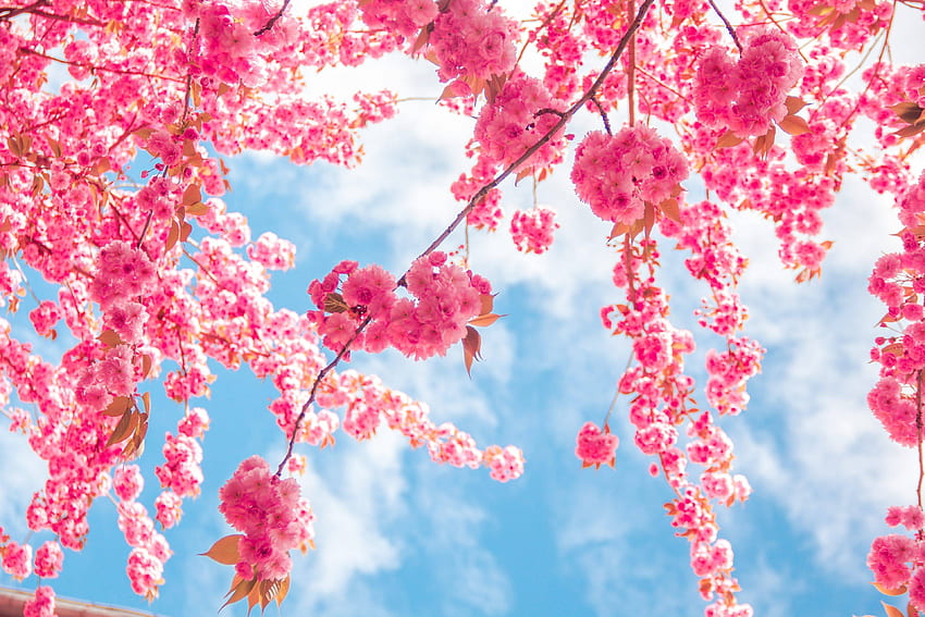 Pink Tree HD wallpaper Pxfuel