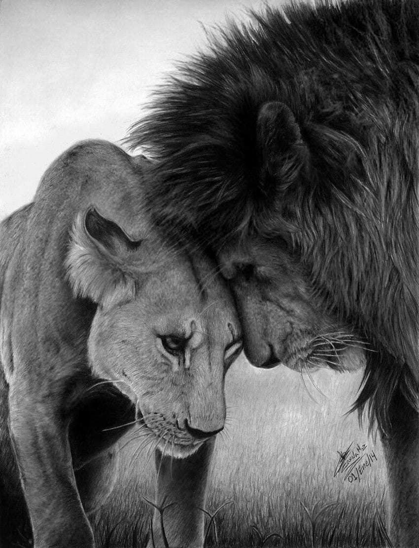Artysta Miguel Angel Zavala. Zwierzęta, Piękne zwierzęta, Graficzny lew, Para lwów Tapeta na telefon HD