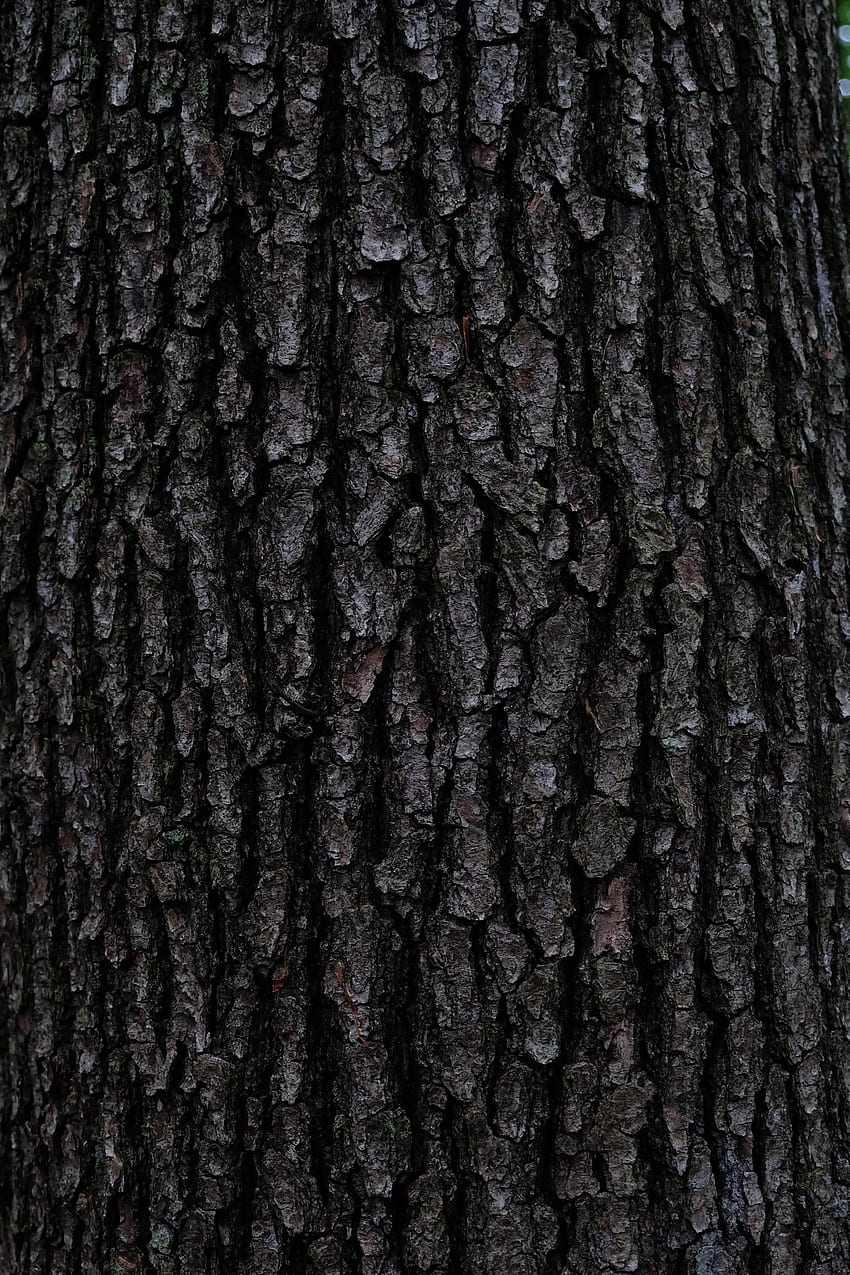 Wood, Tree, Texture, Textures, Relief, Bark HD phone wallpaper