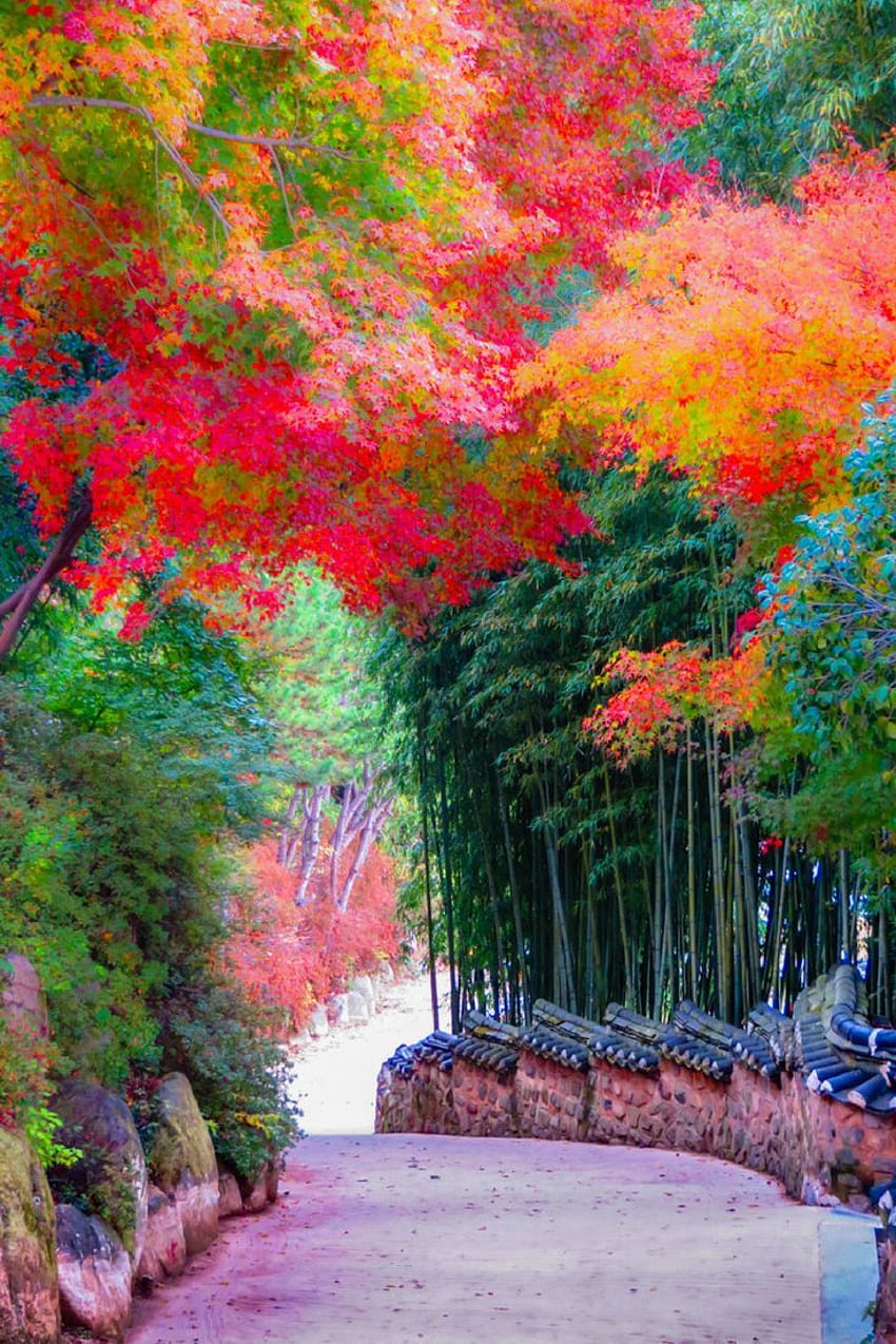 Природата на Корея, красивата Корея HD тапет за телефон
