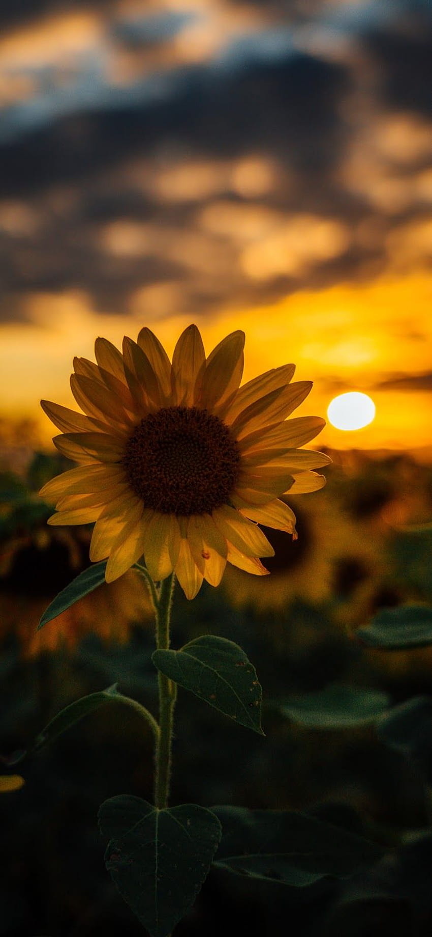 Sunflower iPhone, Sunflowers HD phone wallpaper