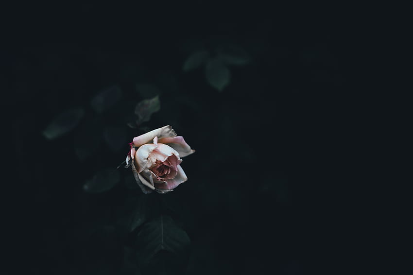 dying , Background, Dying Rose HD wallpaper