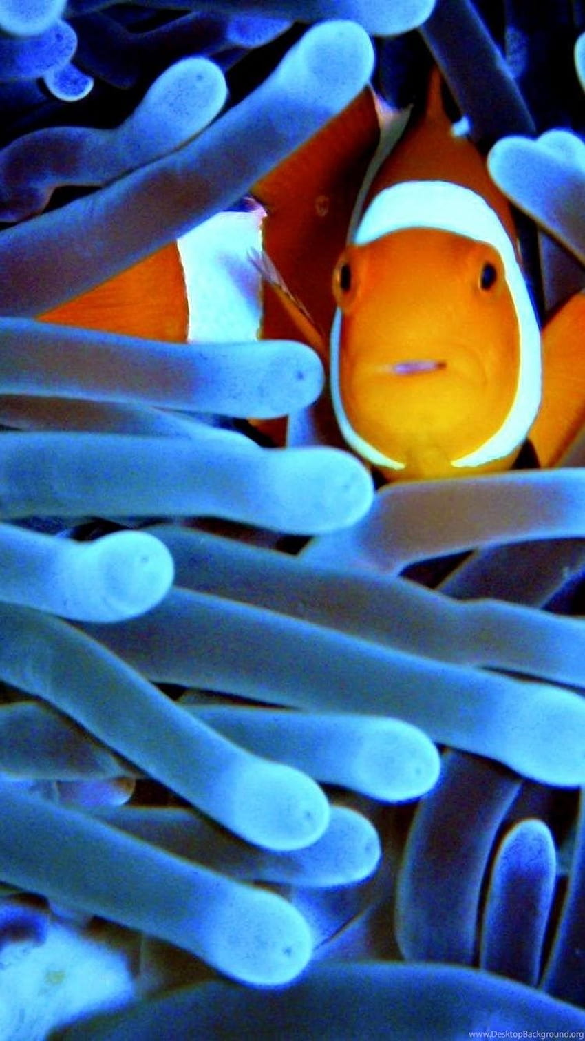 Fish Clownfish Sea Anemones Sealife Background HD phone wallpaper