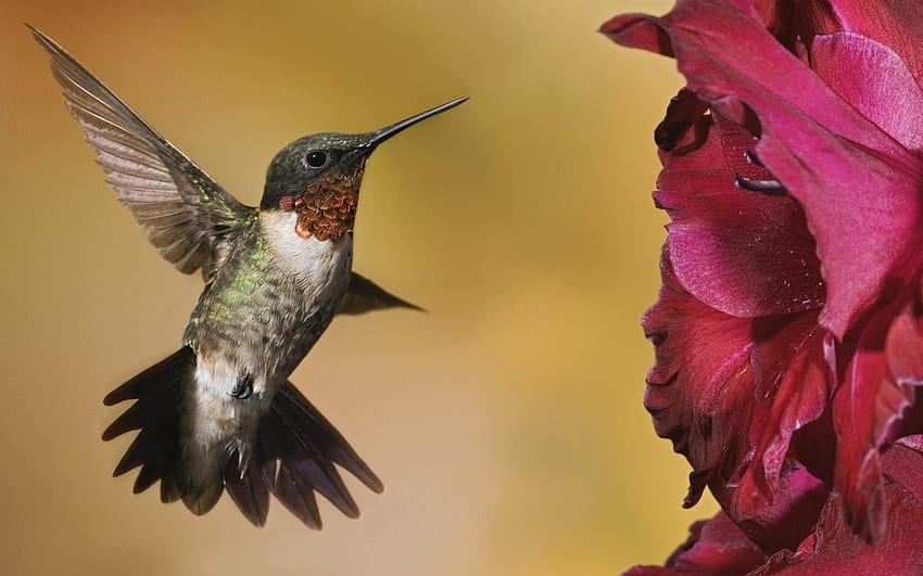 Animali, fiori, colibrì, uccelli Sfondo HD