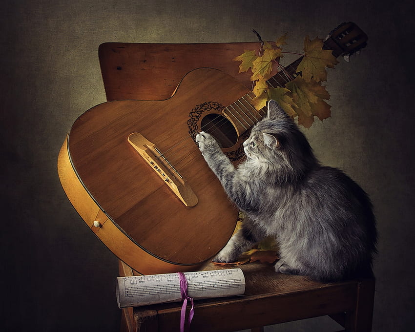 Or guitarist, or harpist, animal, daykiney, guitar, cute, cat, instrument, pisici, autumn, funny, leaf, paw HD wallpaper