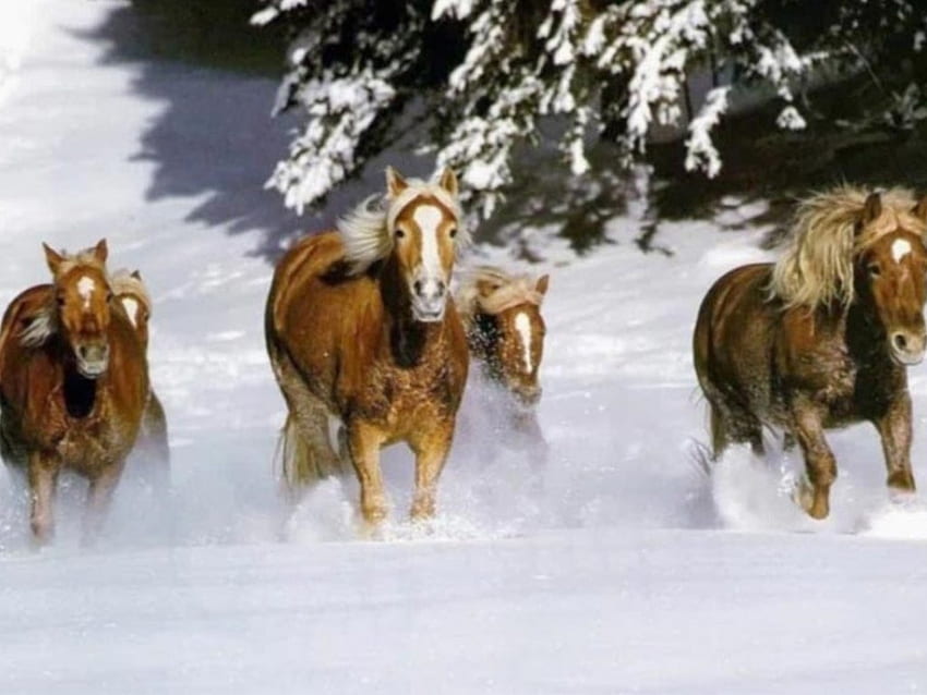 Karlı arazide koşan atlar, kış, hayvan, atlar, koşu, kar HD duvar kağıdı