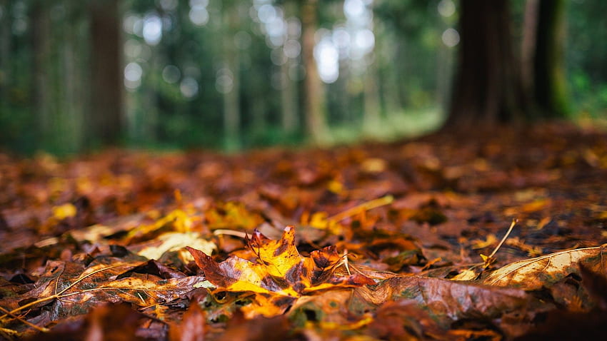 Bokeh, Woods, River Background, Nature , Autumn, Forest, Splendor, Leaves,  Nature, Autumn, nature Autumn, Fall, Mobile, Leaves - The HD wallpaper |  Pxfuel