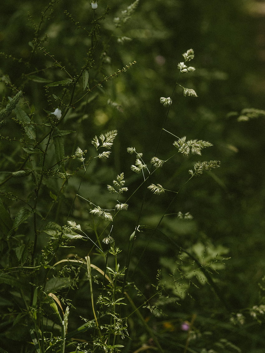 Pflanzen, Gras, Zapfen, Makro, Ährchen, Wild, Stängel HD-Handy-Hintergrundbild