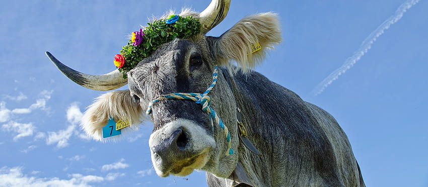 Bella, animal, cow, wreath HD wallpaper