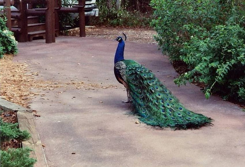 Paw, pawie, kolorowe, ptaki, zwierzęta Tapeta HD