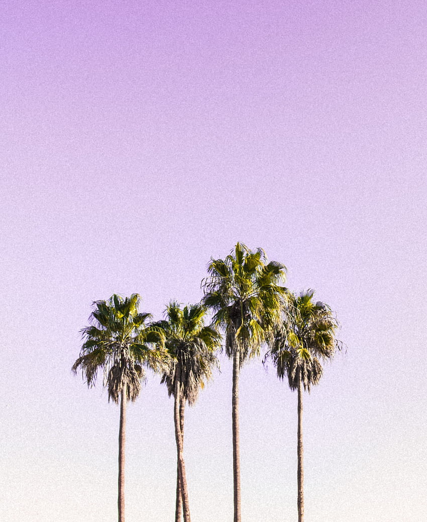 Minimal, sky, palm trees HD phone wallpaper | Pxfuel