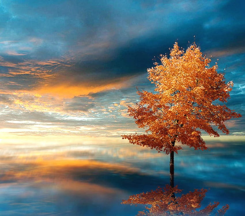 Árvore de outono, cores, céu, natureza papel de parede HD
