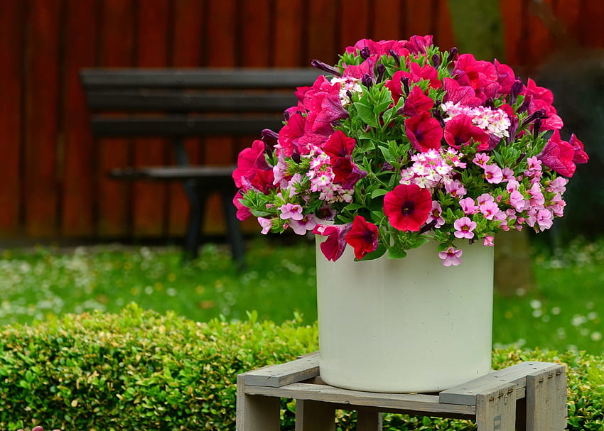 Summer flowers, plants, garden, beautiful, grass, decoration, lawn, flowers, flora, petunia HD wallpaper