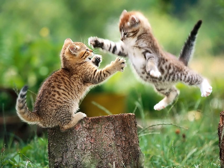 Animals, Couple, Pair, Fight, Stump, Penek, Kittens HD wallpaper