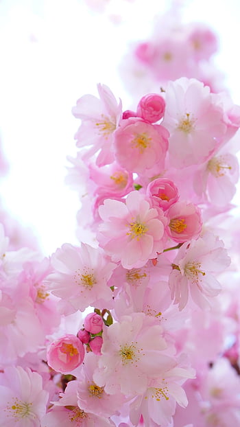: 'Flowering almond' - Flowering almond or korean cherry, (Prunus ...