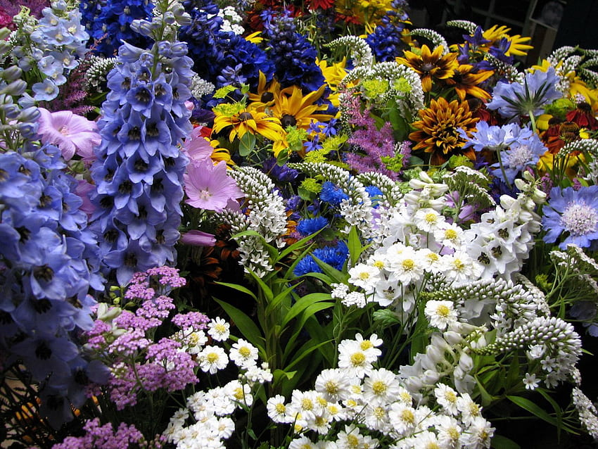 꽃, 화단, 화단, 많은, 다양한, 다양한, Muskari, Muscari HD 월페이퍼