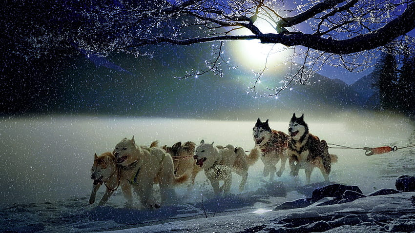 Chromebook Winter Dogs HD тапет