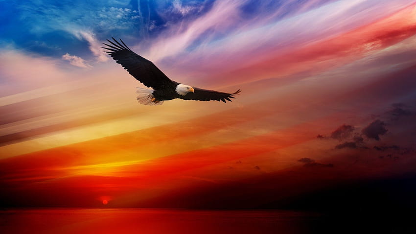 Pygargue à tête blanche volant au coucher du soleil ciel rouge, 1920 X 1080 Eagle Fond d'écran HD
