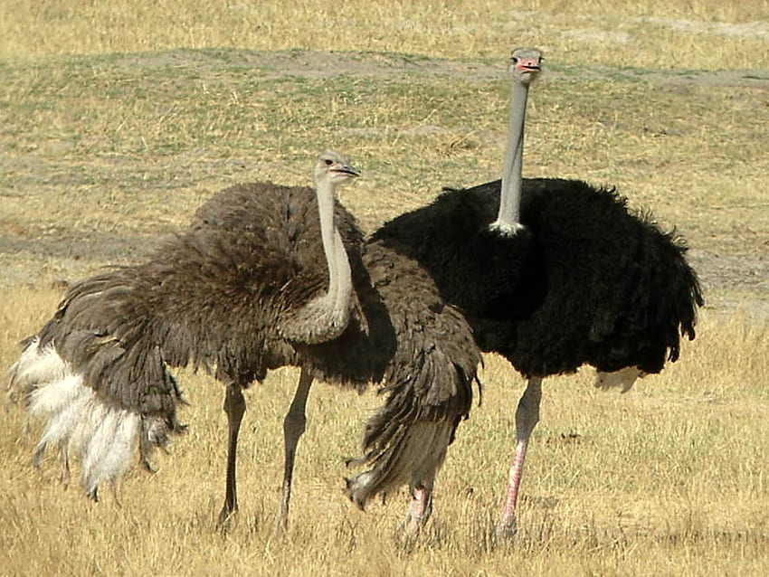 Ostrich  San Diego Zoo Animals & Plants