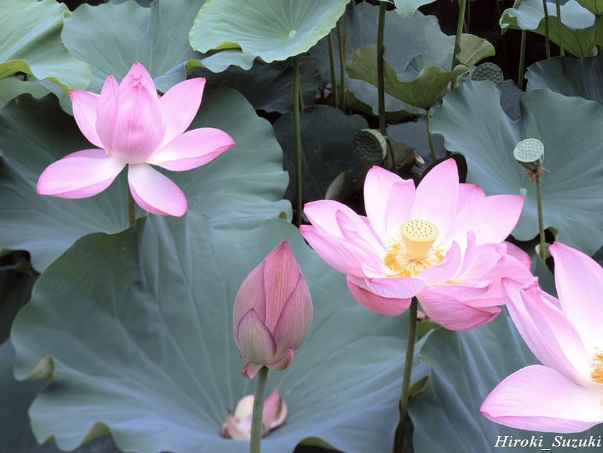 rose lotus. jpg, fleur rose, fleur, lotus Fond d'écran HD