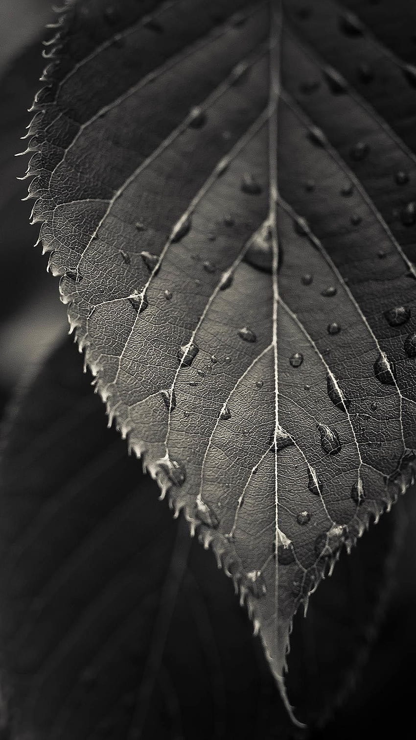 자연 아이폰 6 플러스 흑백 클로즈업 잎 이슬 HD 전화 배경 화면