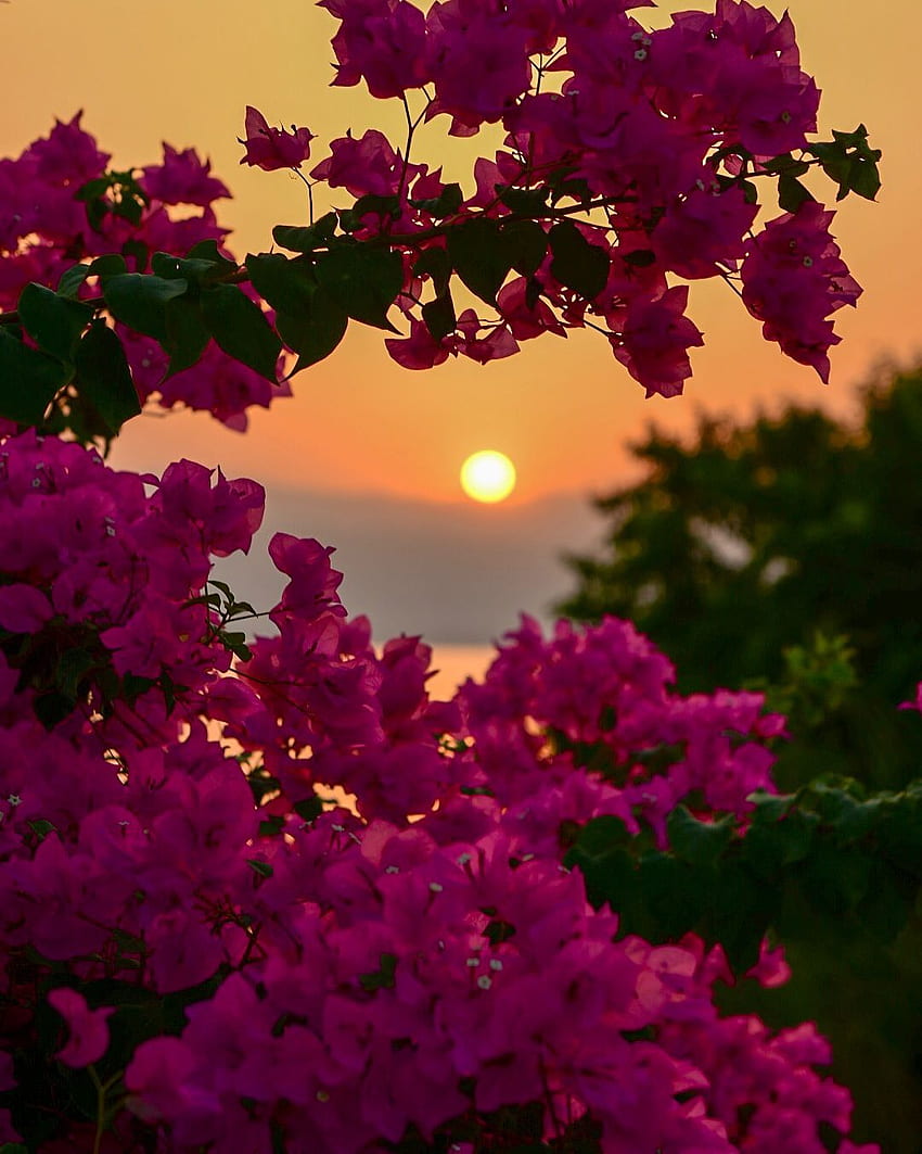 può contenere: pianta, fiore, cielo, albero, natura e spazio all'aperto. Bella natura, Fiori graphy, Bellissimi fiori, Fiori spa Sfondo del telefono HD