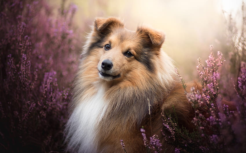 Anjing Gembala Shetland, lavender, Sheltie, hewan peliharaan, Shetland Collie, bokeh, anjing gembala shetland, anjing, Anjing Anjing Gembala Shetland untuk resolusi . Kualitas tinggi Wallpaper HD