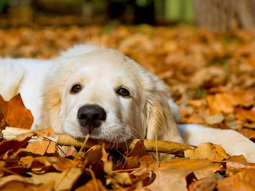 Dogs, Golden Dogs HD wallpaper | Pxfuel