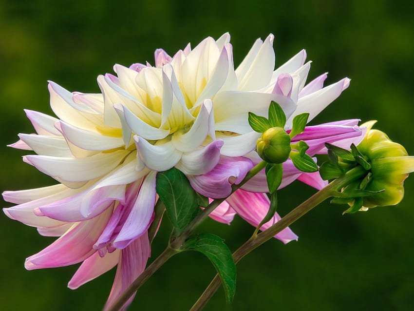 Dahlia rose et blanc, rose, blanc, bourgeons, dahlia, nature, fleurs Fond d'écran HD