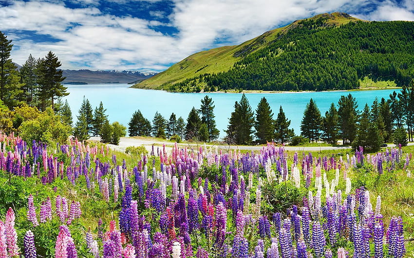 美しい春。 春の風景, 風景, ニュージーランド 春 高画質の壁紙