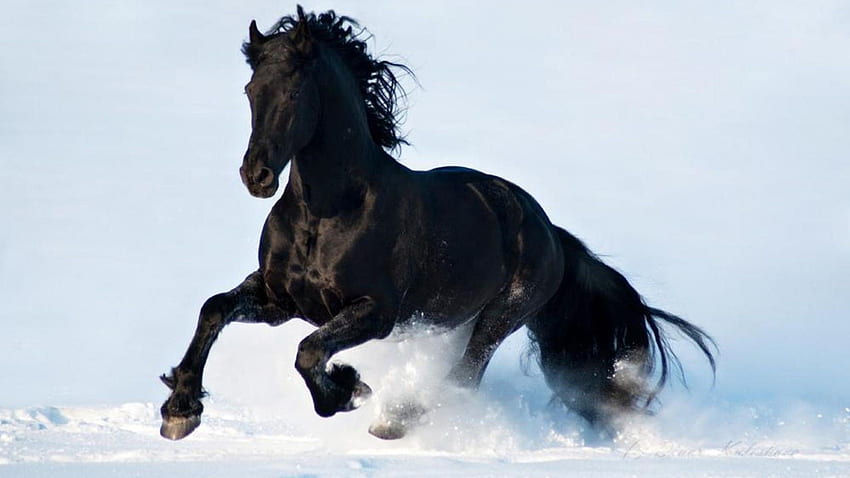 Black Snow White Beautiful Horse Running, Beautiful Horses Running Wild Fond d'écran HD