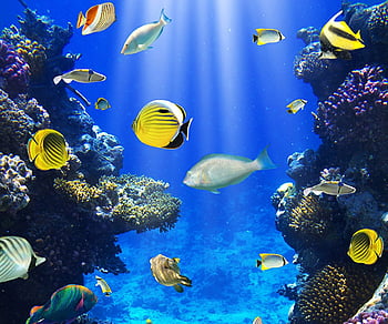 Vì sao chúng ta lại không đắm mình vào không gian bao la của đại dương, cùng ngắm nhìn những sinh vật kỳ diệu và màu sắc đa dạng của hệ sinh thái biển? Hãy xem ngay hình ảnh đại dương rực rỡ và thật sống động này.