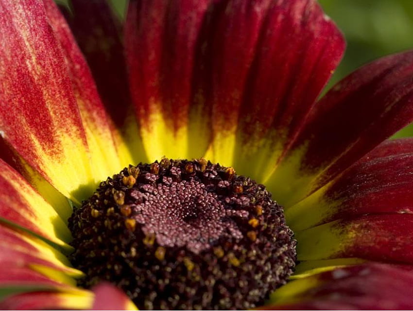 Flower, daisy, yellow, red, nature HD wallpaper
