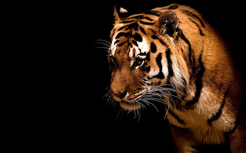 tiger desktop backgrounds tumblr