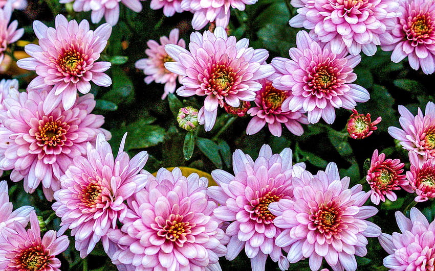 菊のピンクの花 Ultra モバイル用 高画質の壁紙