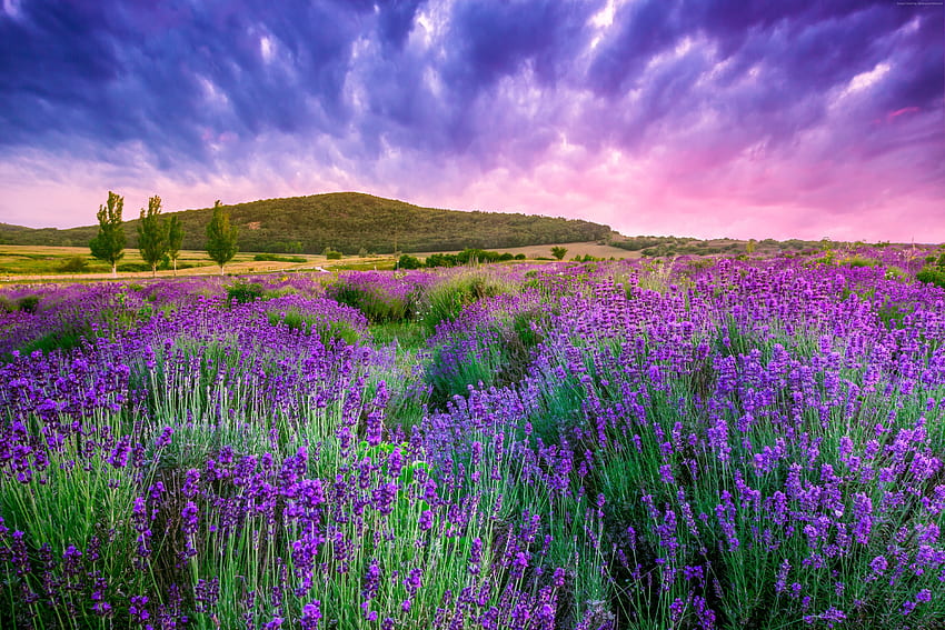 Summer Lavender Field at Sunset, summer, valensole, field, lavender, landscape, nature, france, sunset HD wallpaper