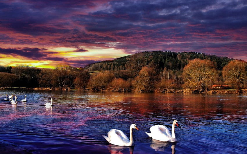 Cisnes al atardecer, árboles, blanco, casa, cisne, paisaje, puesta de sol, río, reflejo fondo de pantalla