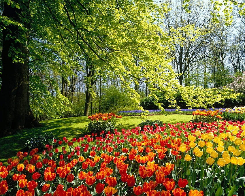 beautiful spring garden