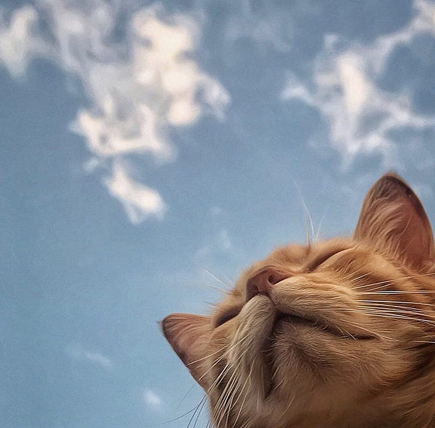 50+ aesthetic cute cats That Will Give You All the Feels
