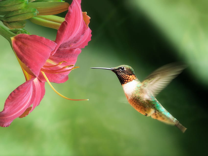 Pink Hummingbird. Trochilidae, bird, flower, hummingbird HD wallpaper