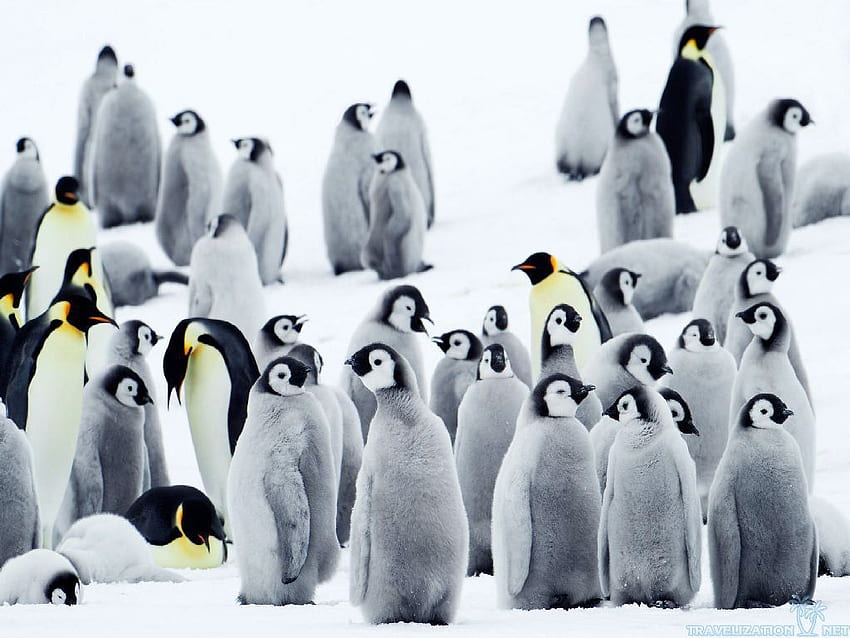 Pinguino bebe 1920×1080 Pinguino bebe 58 fondo de pantalla