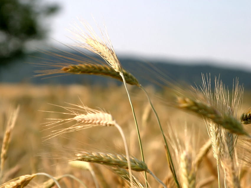 Wheat field, nature, wheat, field, yellow HD wallpaper