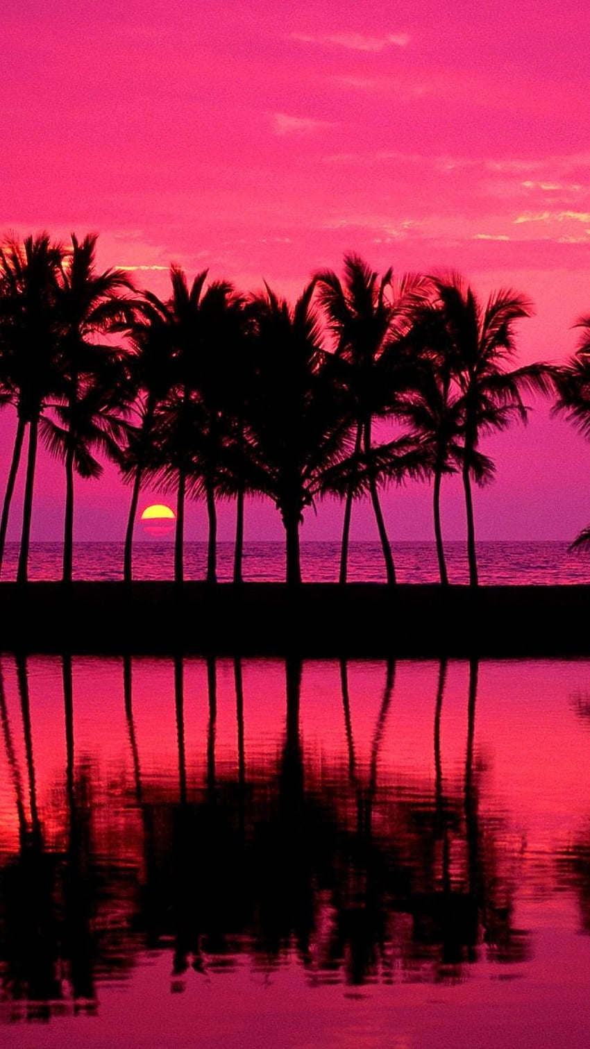 palm trees tumblr pink