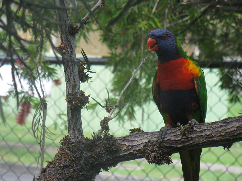 Rainbow Lorikeet, kolorowy, ptak, ciekawy, ciekawy Tapeta HD