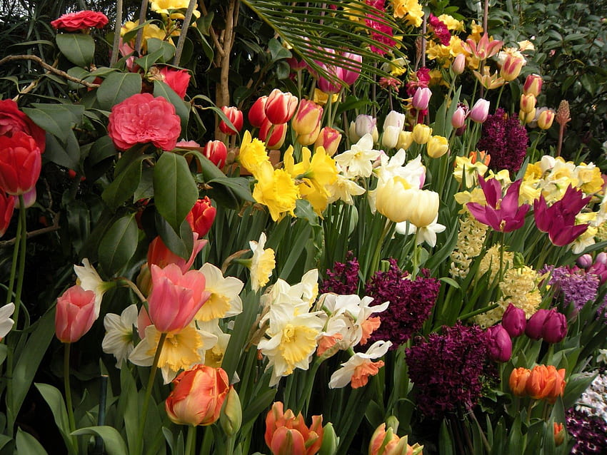 Kwiaty, tulipany, narcyzy, hiacynt, zielenie, kwietnik, kwietnik, wiosna Tapeta HD