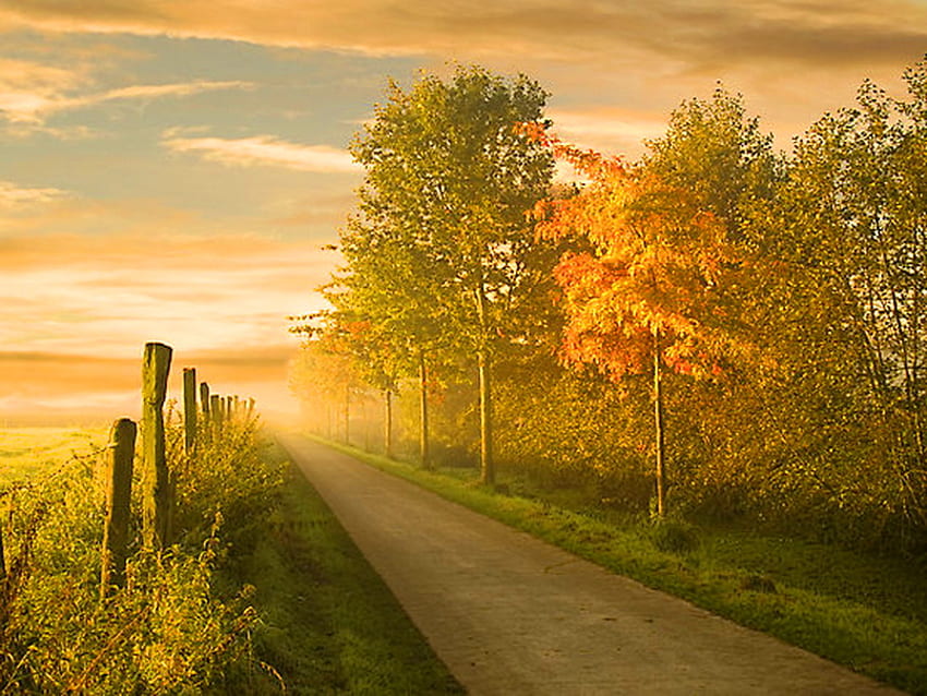 October morn, mist, morning, trees, colors, autumn, road, forest, sunrise HD wallpaper