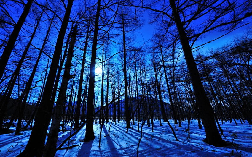 Bosque de invierno, invierno, azul, bosque, nieve. fondo de pantalla