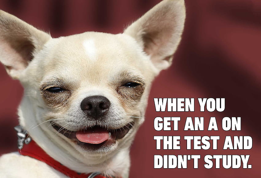 Memes Funny Dog . PNG & GIF BASE, Laughing Dog HD wallpaper